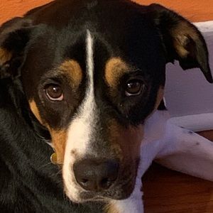 Meet your Posher, Gary